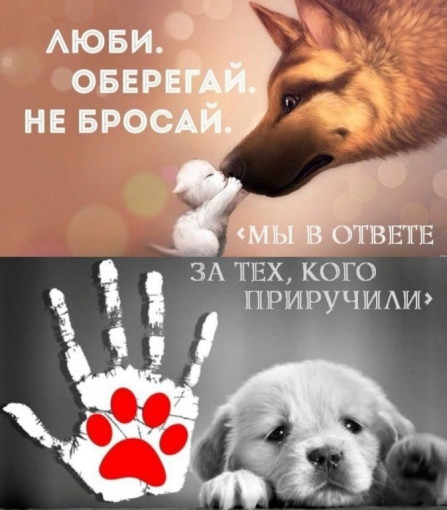 Мы в ответе за тех, кого приручили! Мы в ответе за тех, кого приручили!.