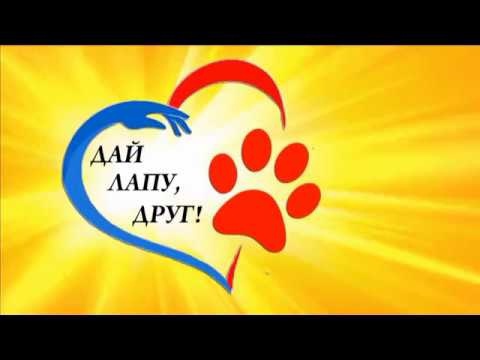 Акция "Дай лапу, друг" Акция "Дай лапу, друг".